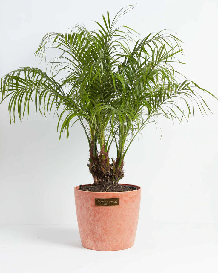 How to Grow and Care for your Pygmy Date Palm