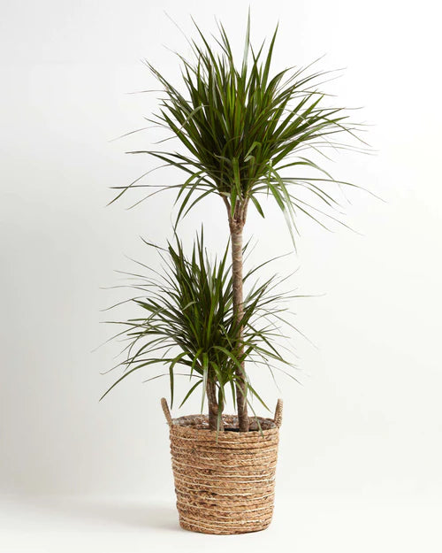 Dracaena Care Guide