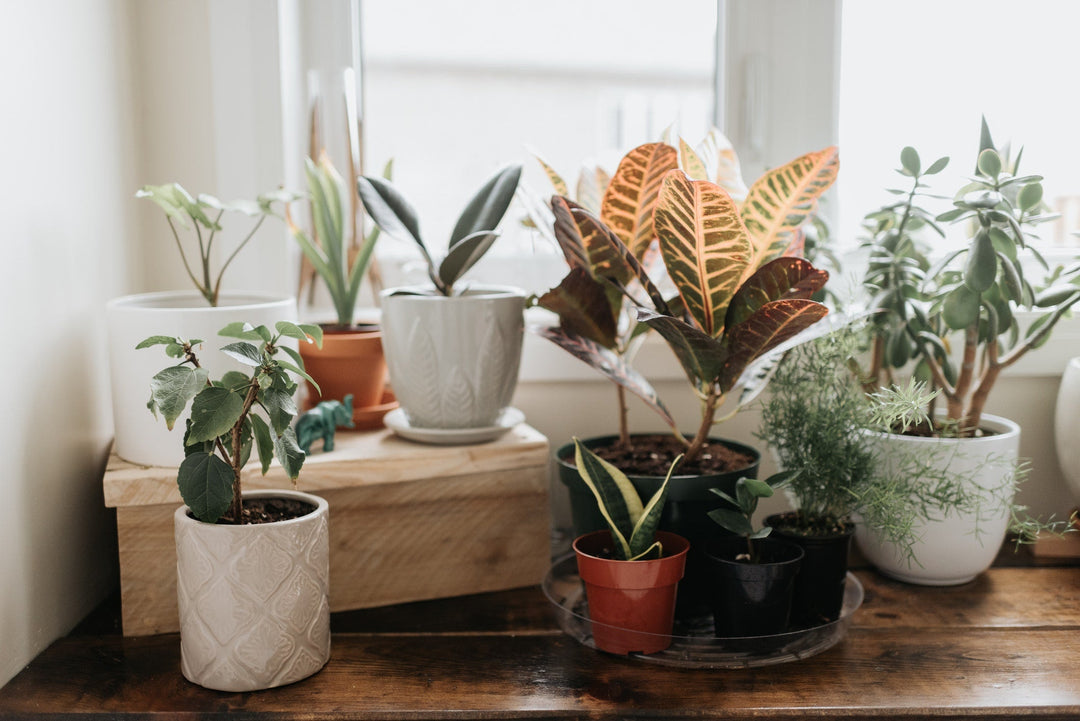 The How, When, What and Why to Fertilize Plants