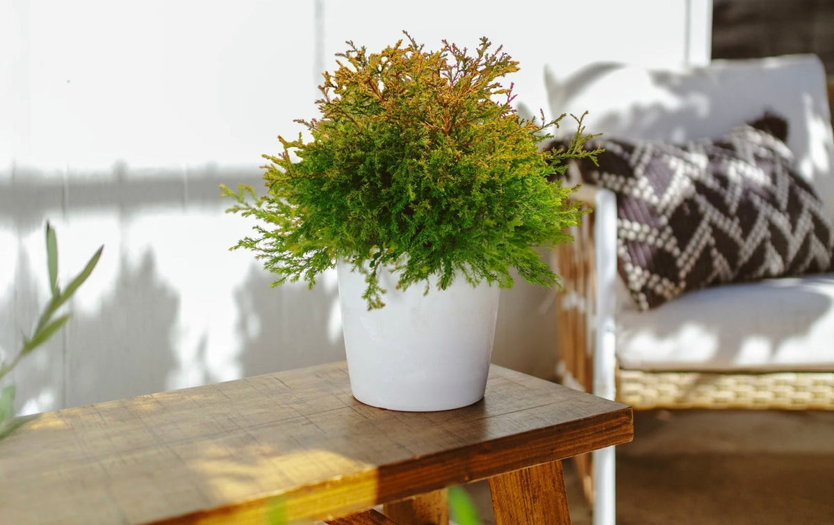Balcony Plants