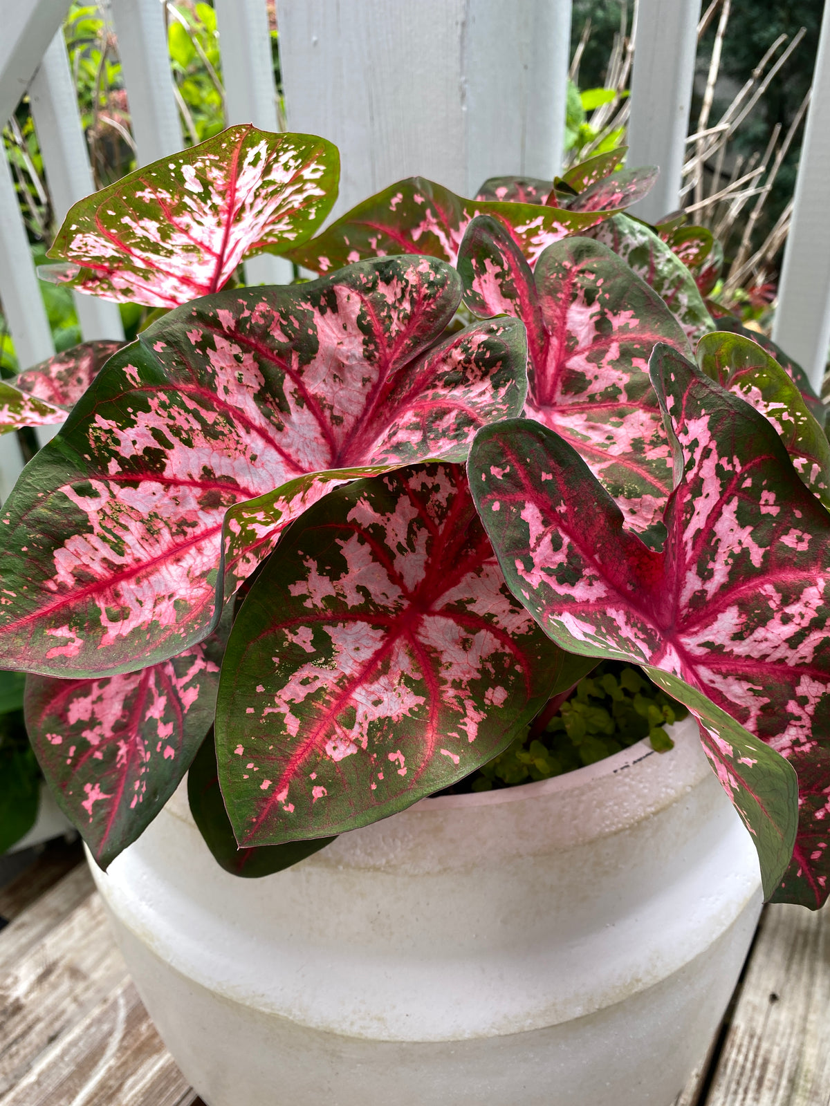 Patio Container Garden Ideas