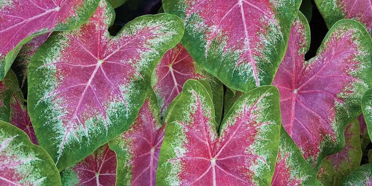 When Should I Plant My Bulbs?