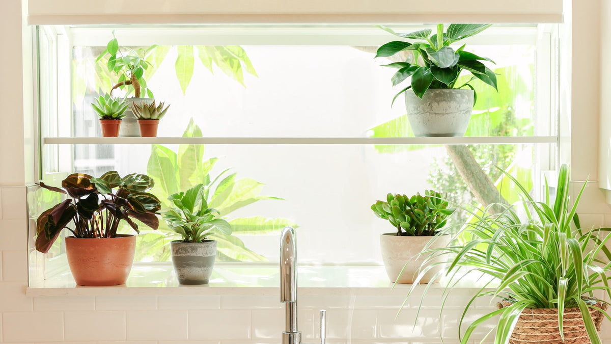 Best Air-Purifying Indoor Plants