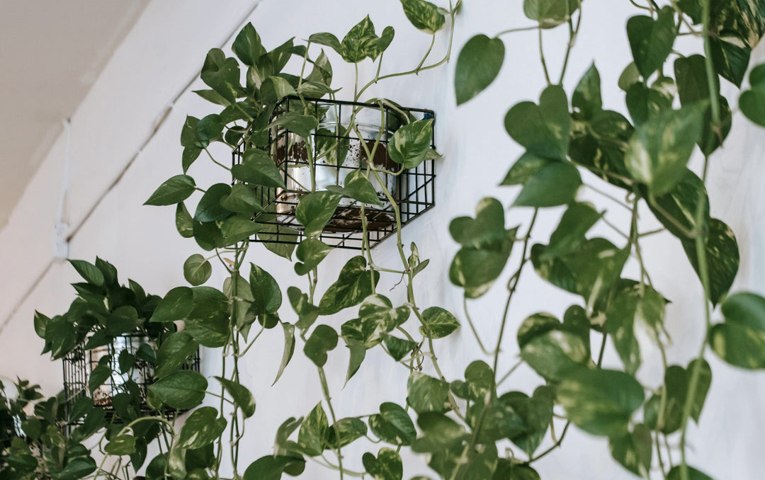 Climbing Plants