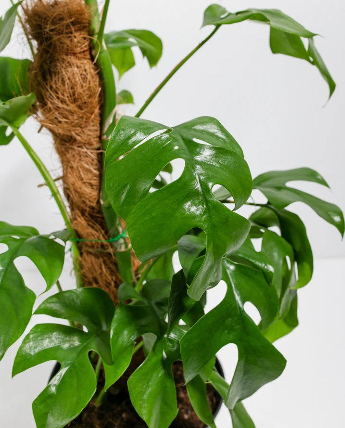 Monstera Support With a Moss Pole
