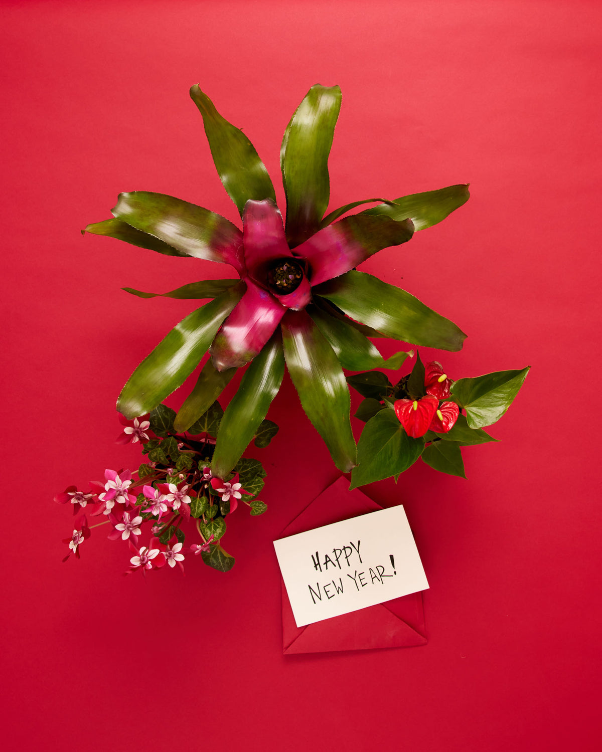 9 Plant Gifts Based on Your New Year's Resolution