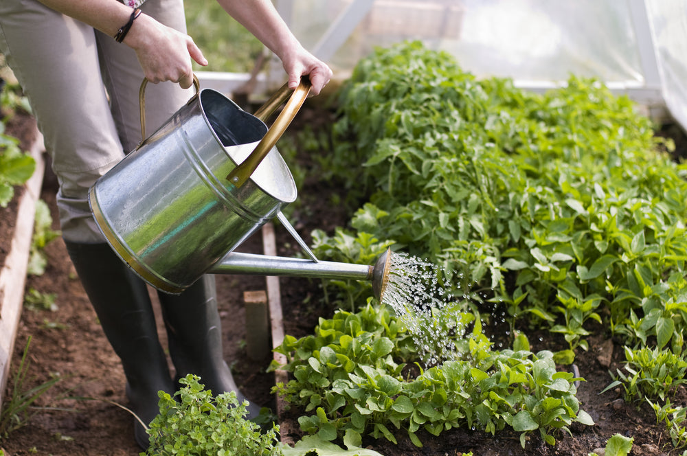 Outdoor Summer Watering