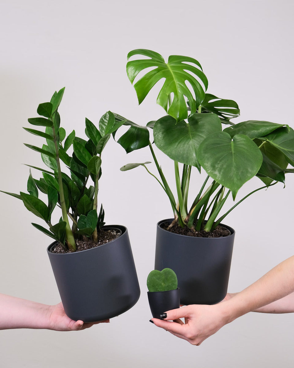 When And How to Repot a ZZ Plant