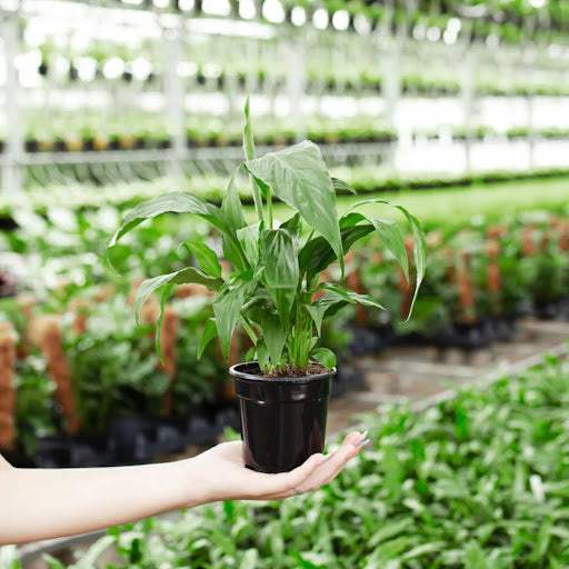 Peace Lily Leaves Turning Yellow, Brown, or Curling & Drooping