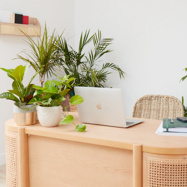 Best Office Plants for Desks, Low Light, and Corporate Gifting