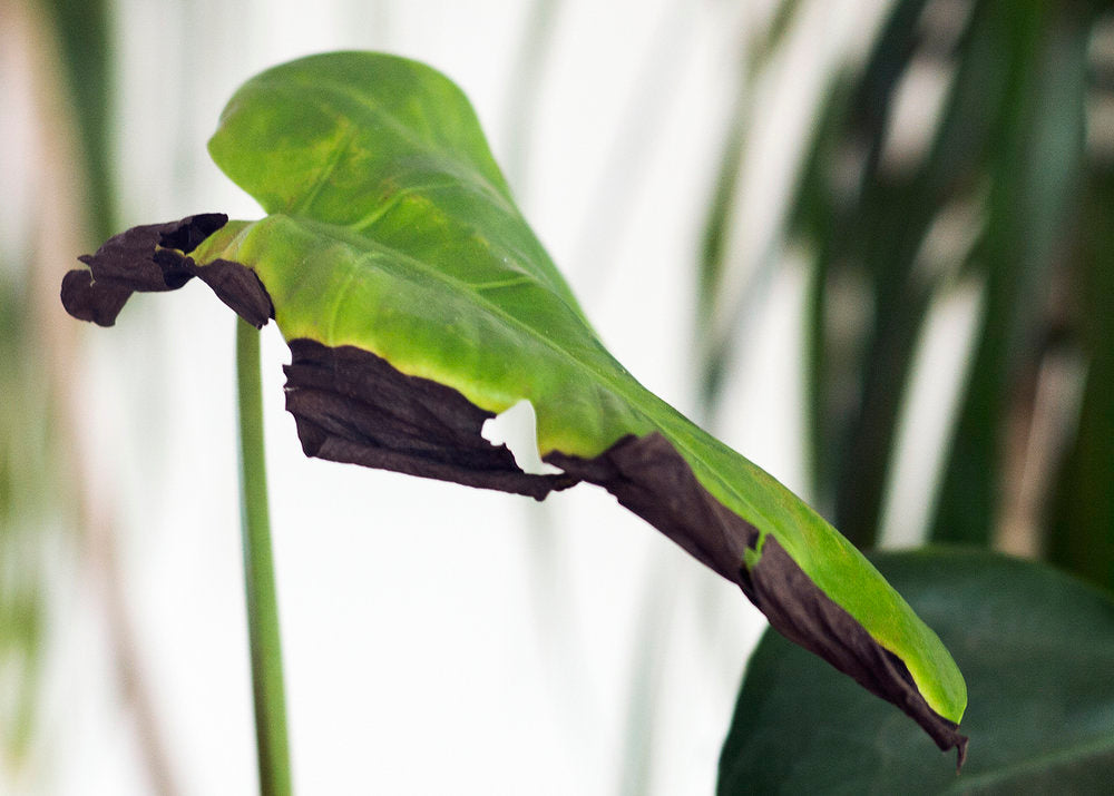 What Causes Black Leaves