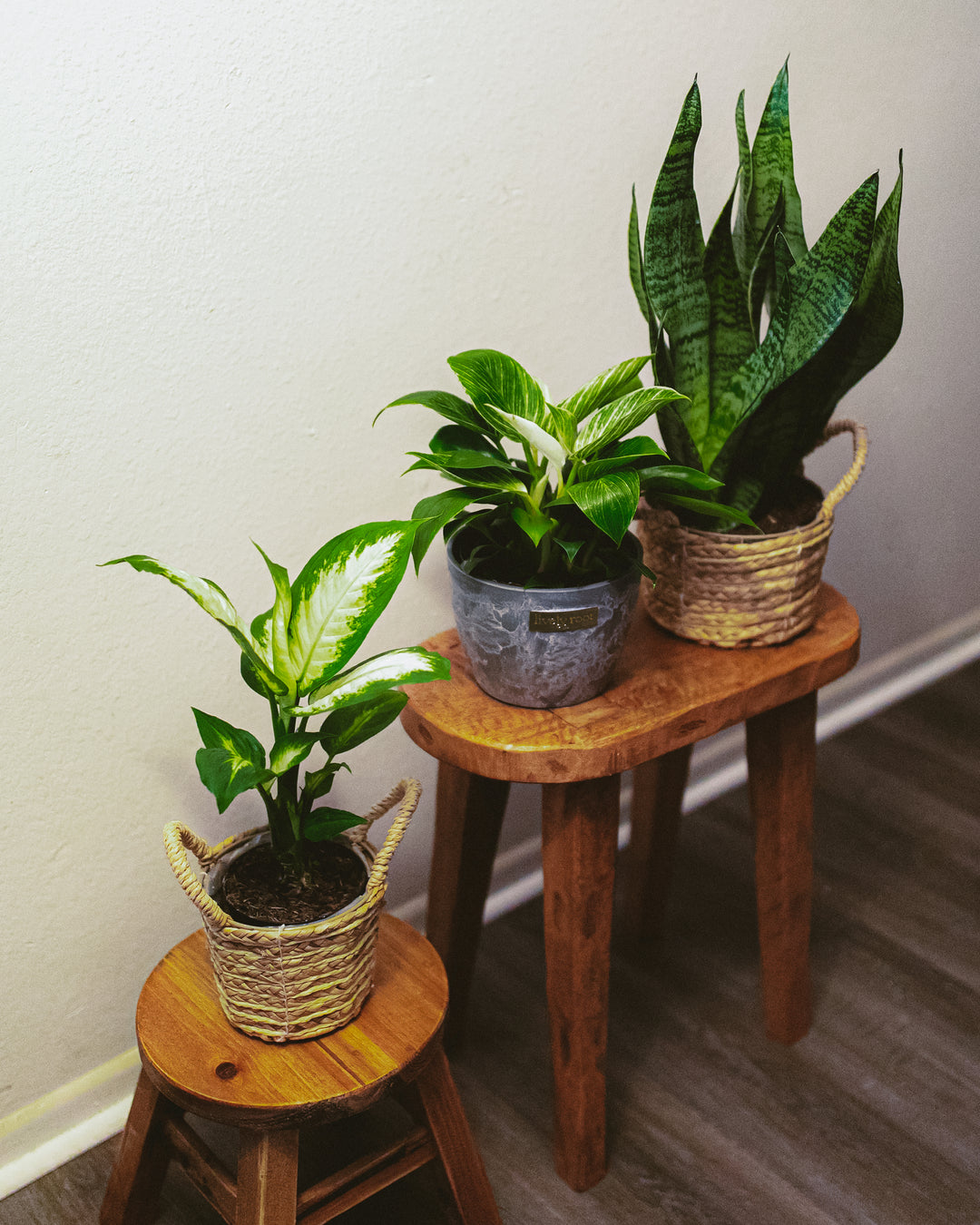 Guide to Plant Lighting