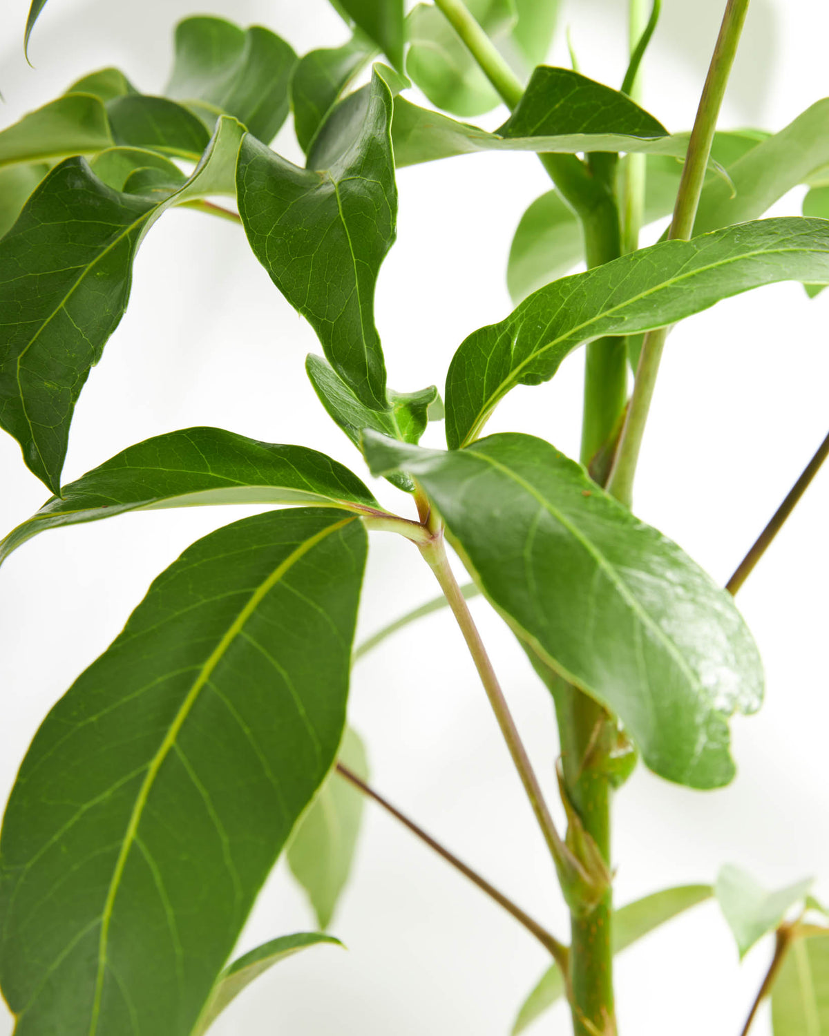 Schefflera Care Guide