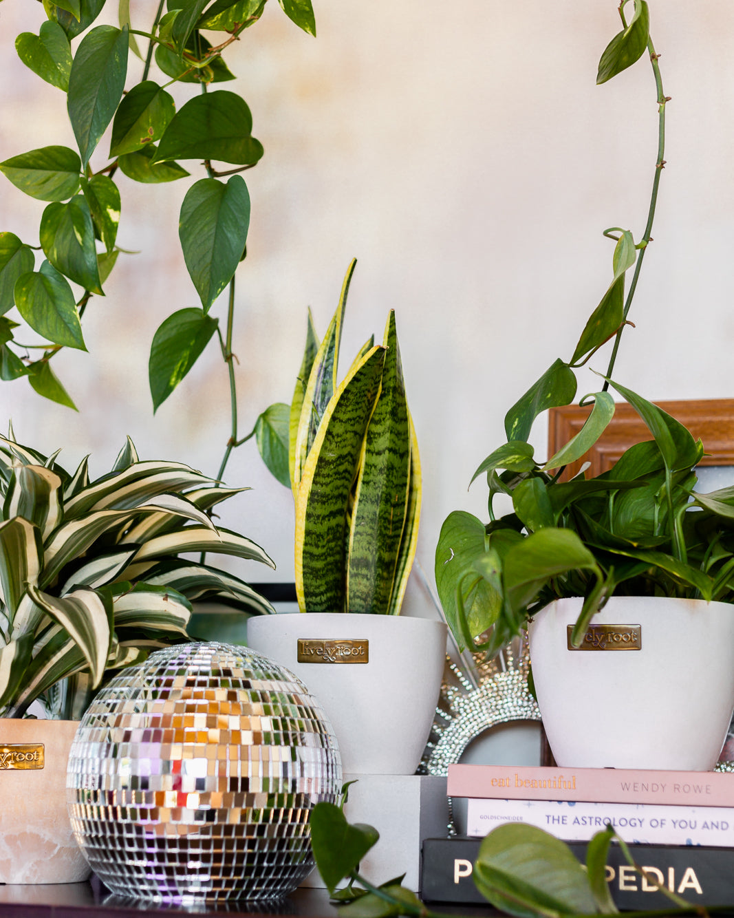 How to Care for your Variegated Snake Plant