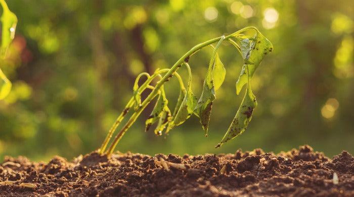 How Do I Know If My Plants Are Getting Enough Water?
