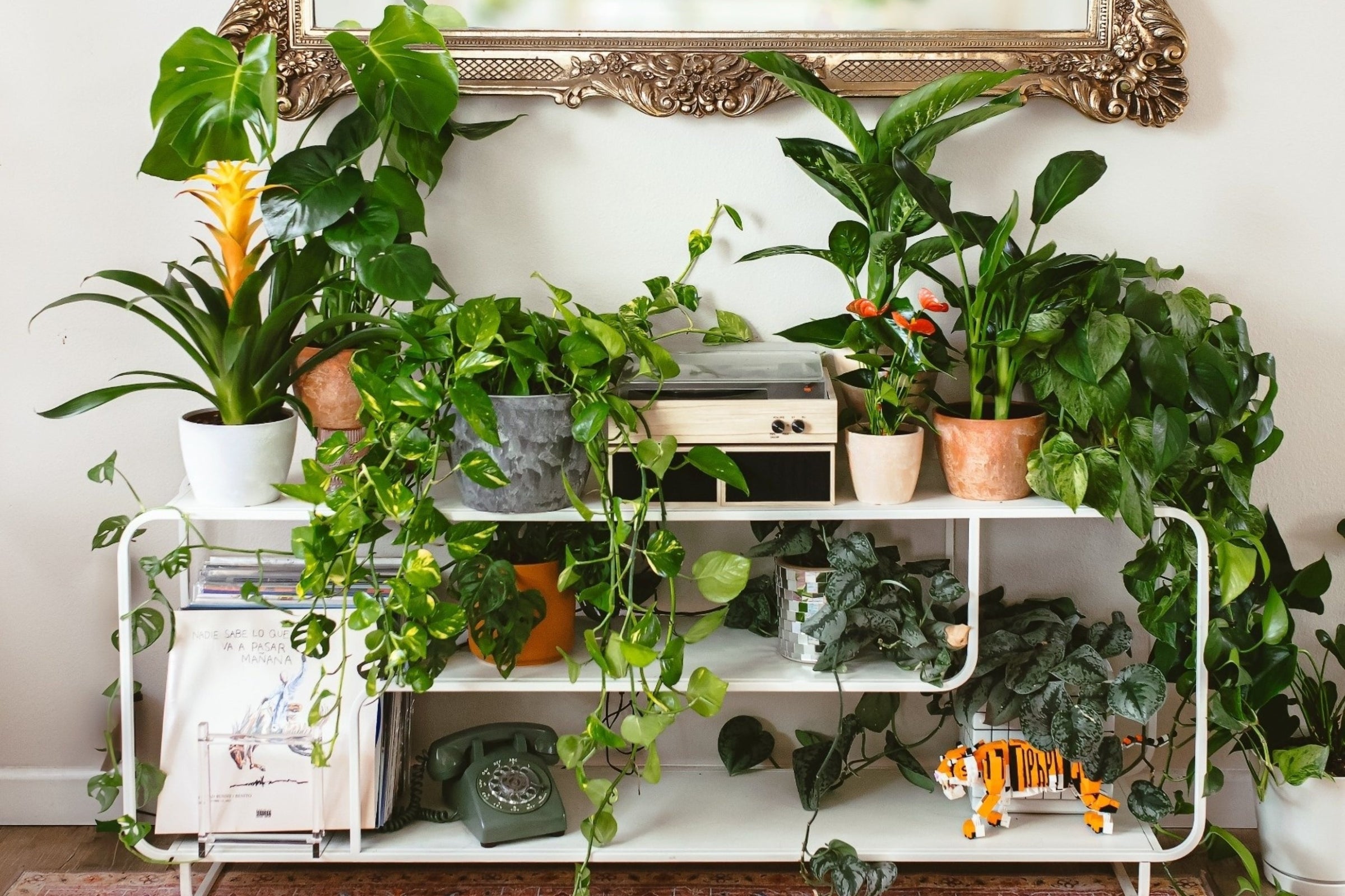 All Plants at Lively Root