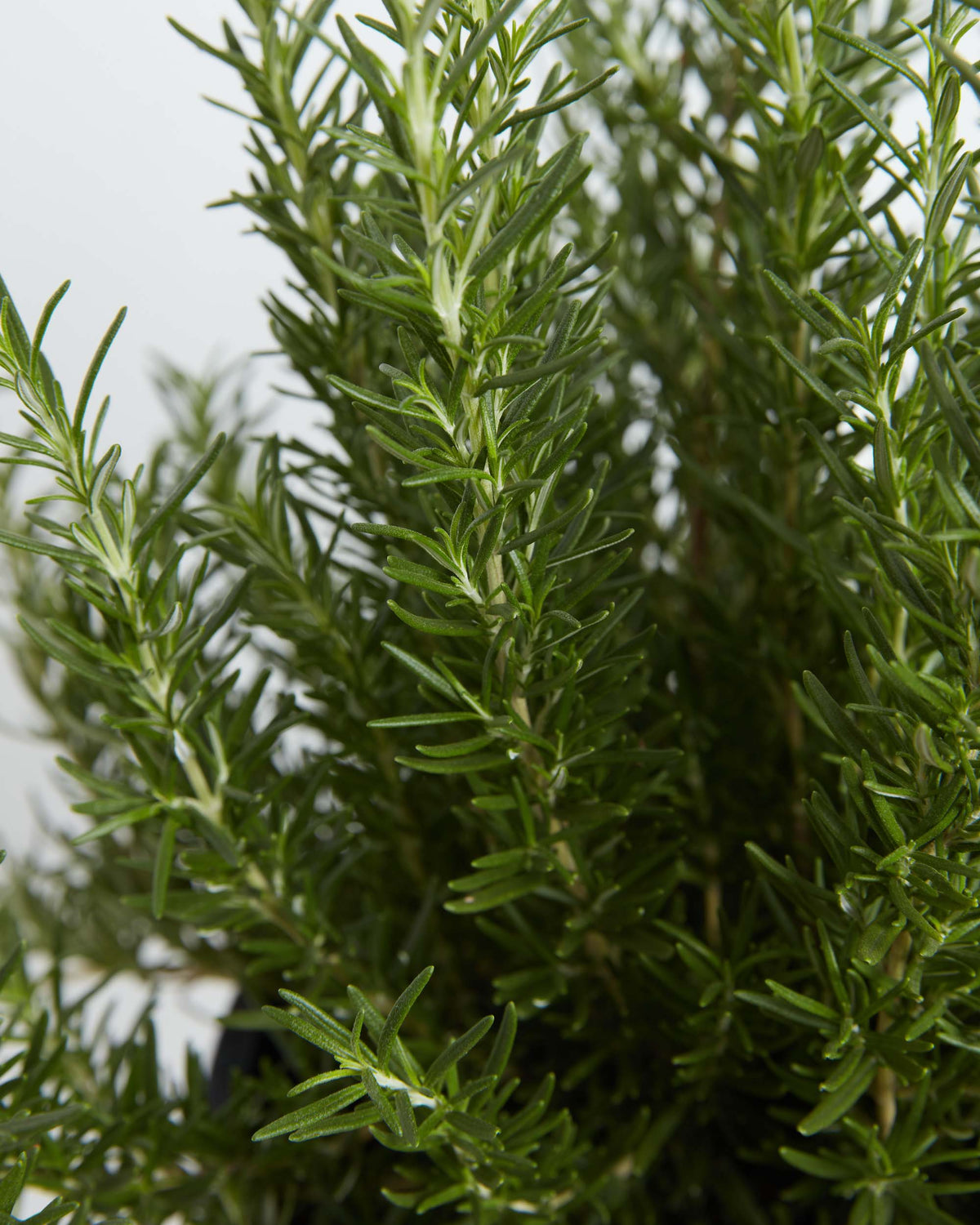 Thanksgiving Gifts: Live Plants