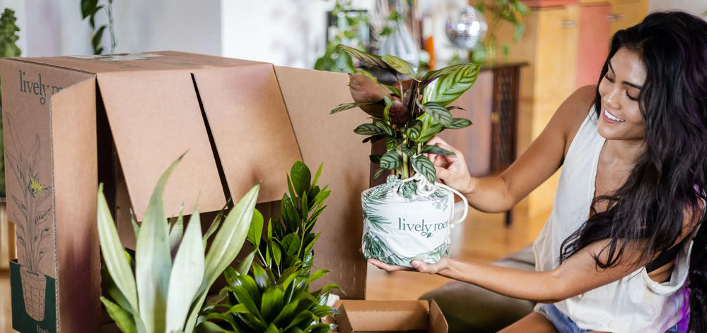Cedar Rapids Plant Delivery