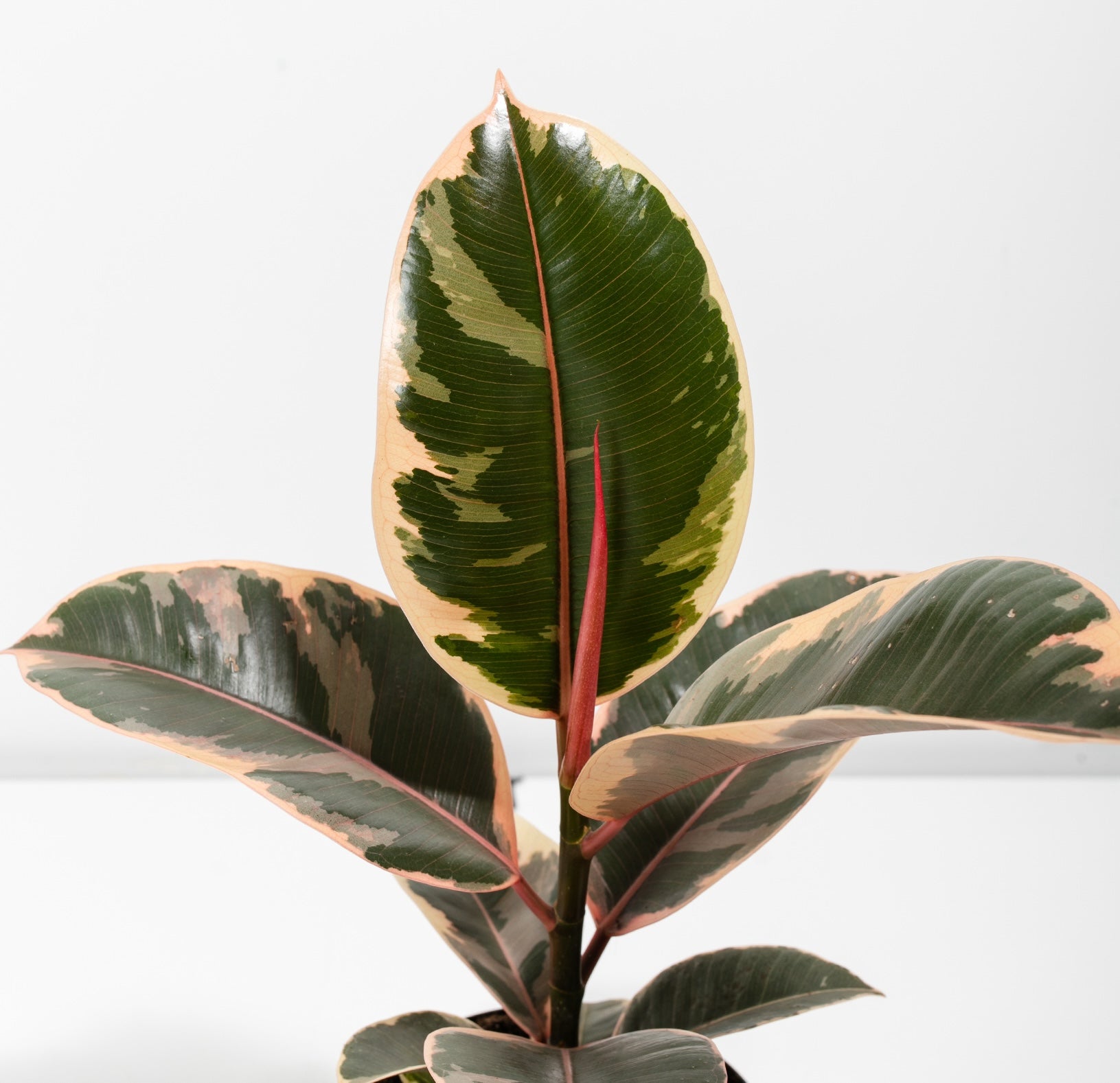 Ficus Tree Plants