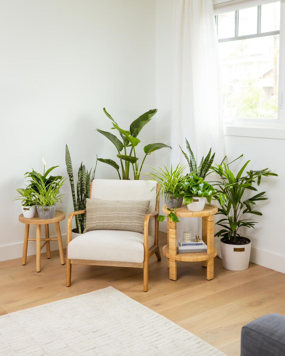 Black Friday Plants