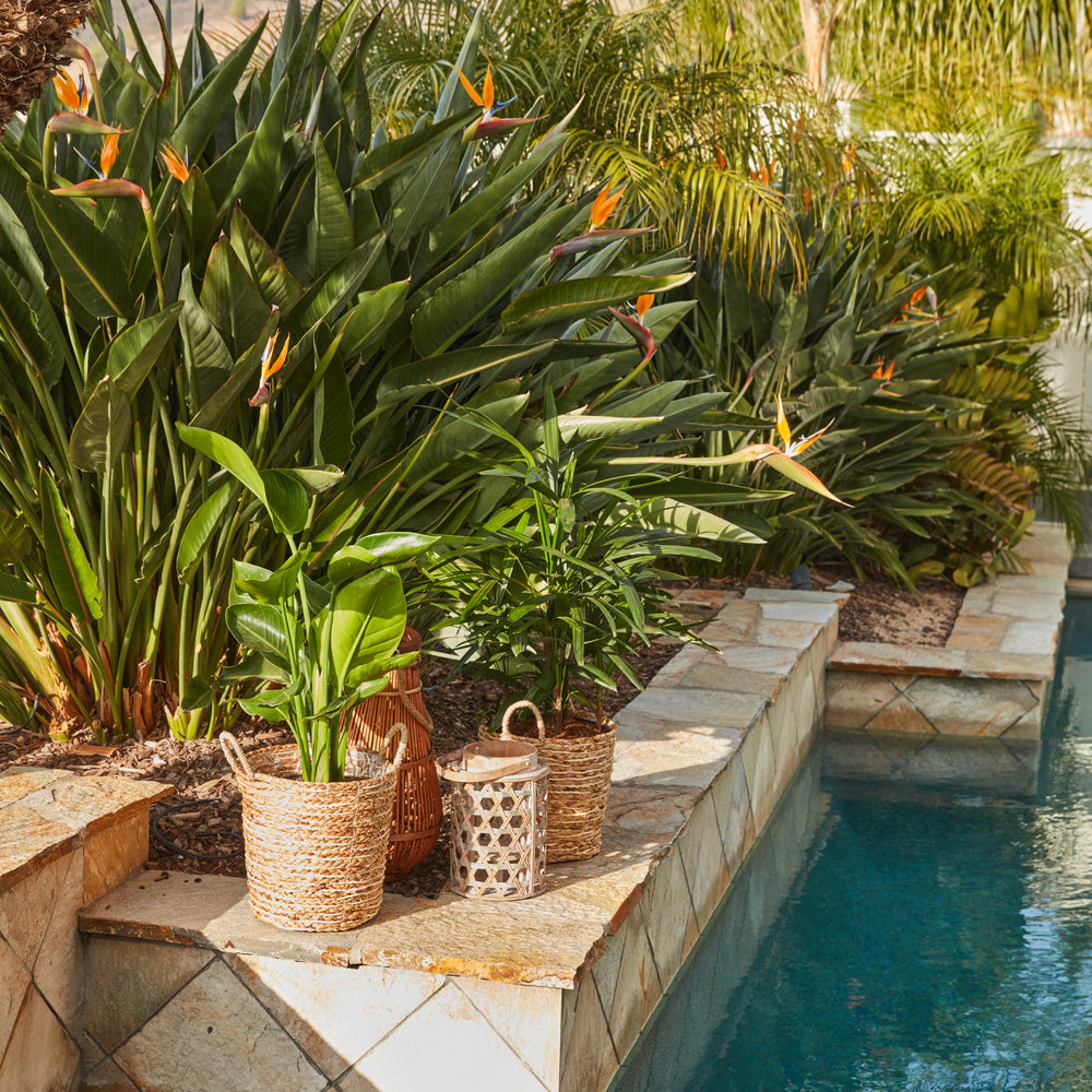 Direct Sunlight Plants