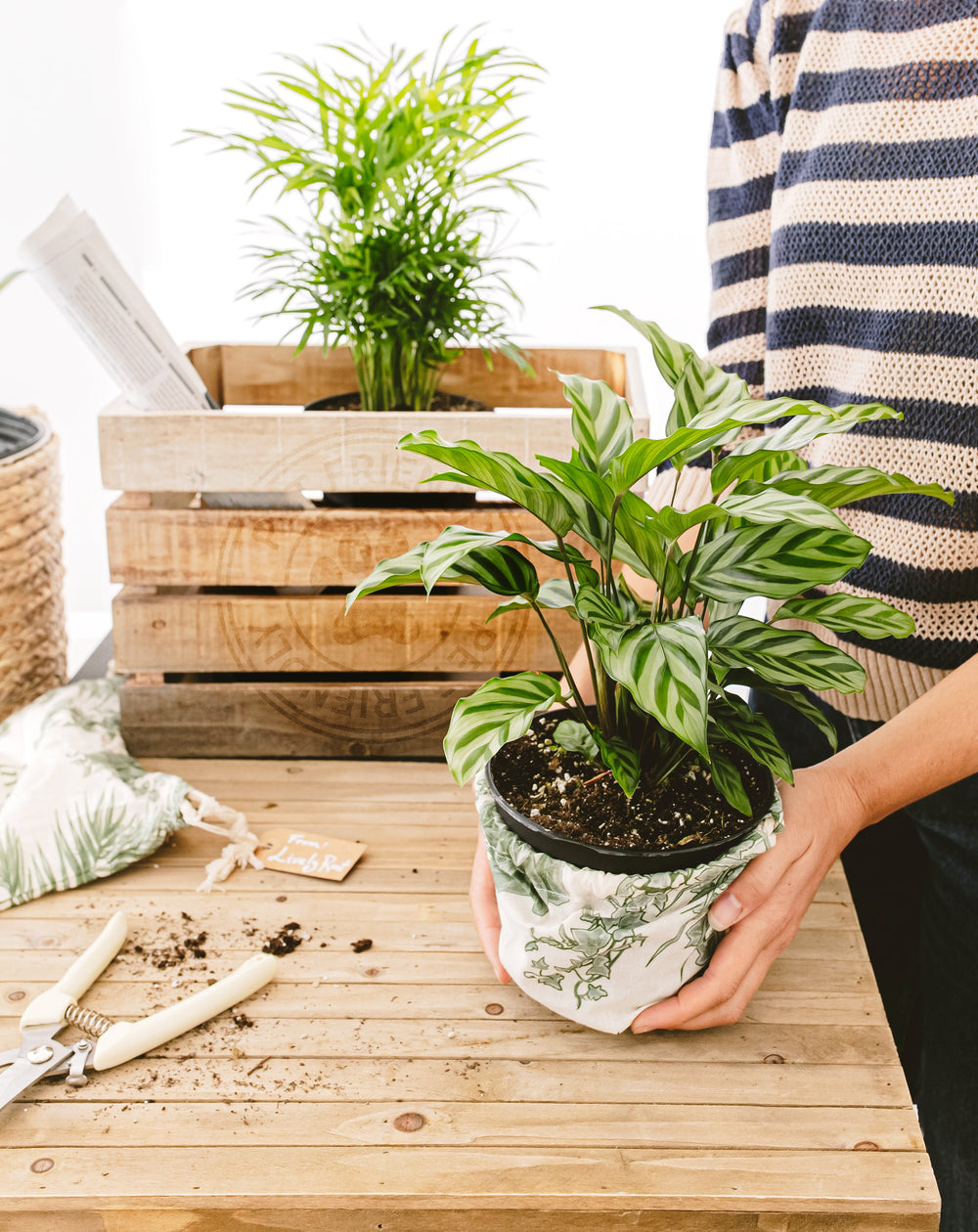 All Plant Subscriptions