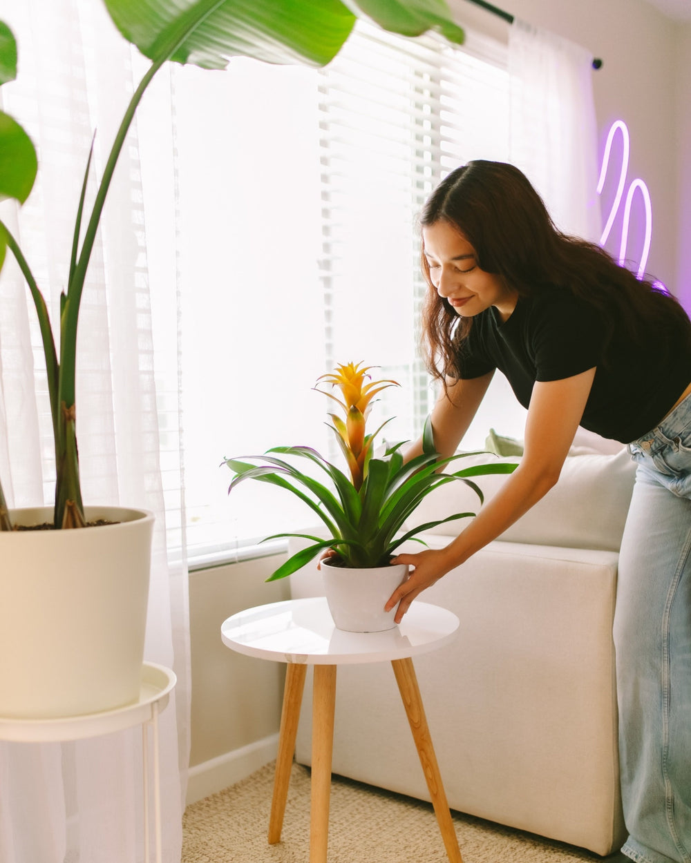Plant Gifts