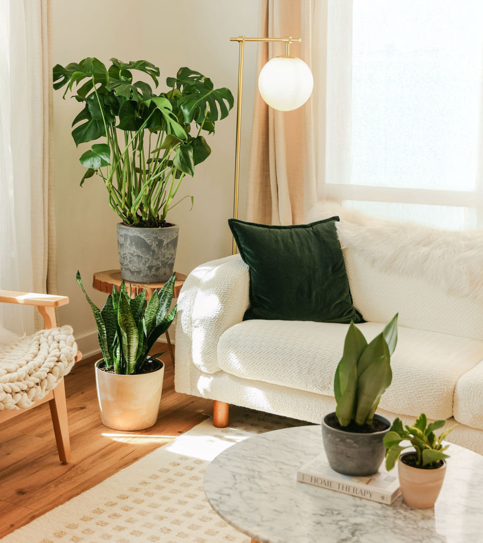 Best Selling Plants