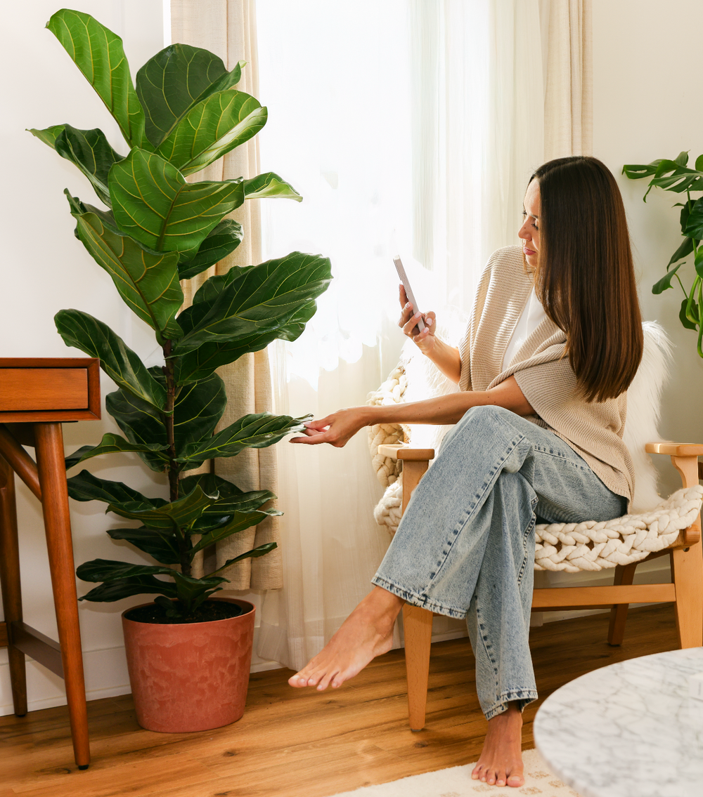 Easy House Plants