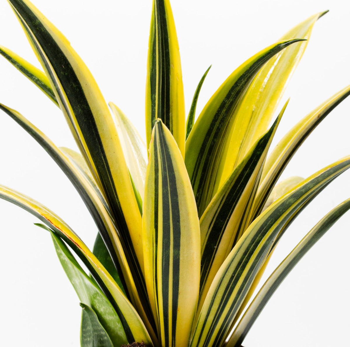 Snake Plants (Sansevieria)