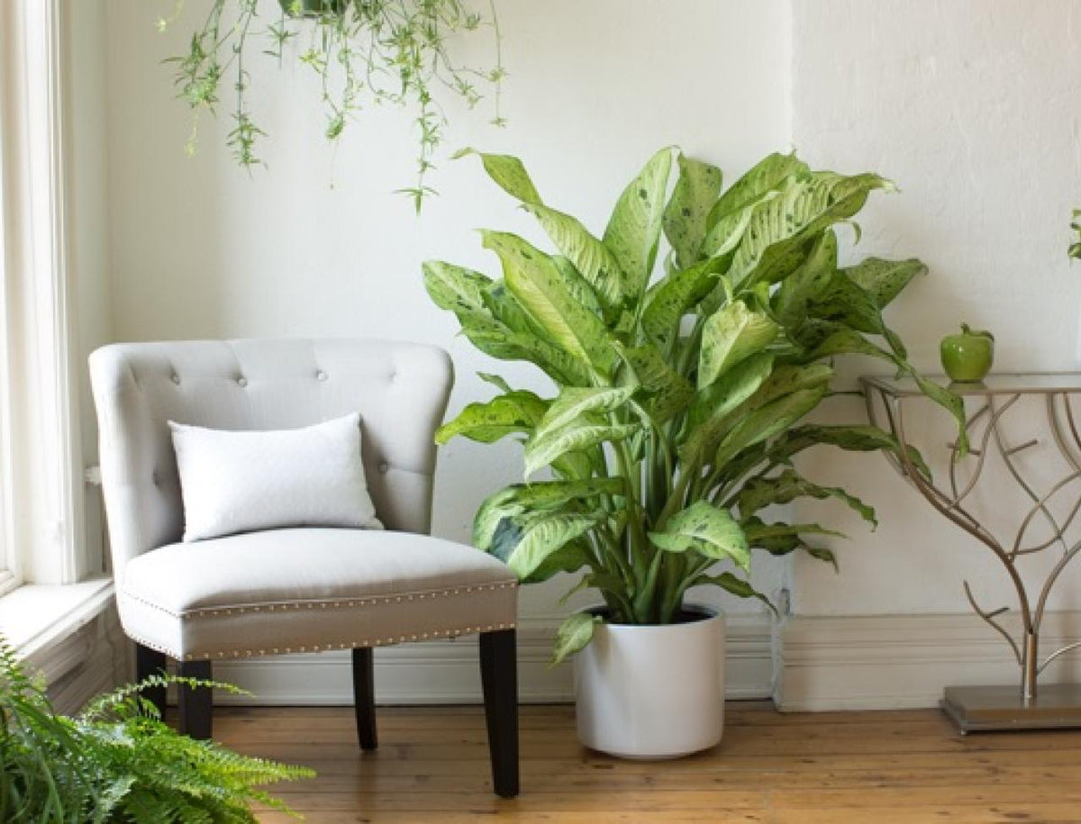 Dieffenbachia