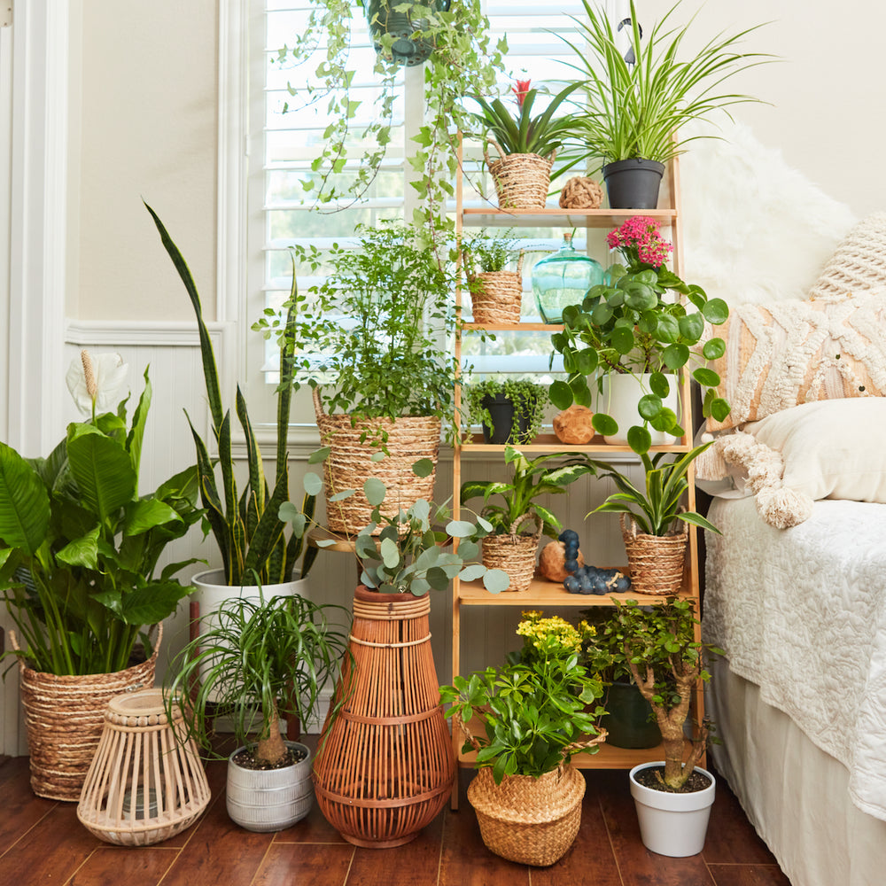 Floor Plants