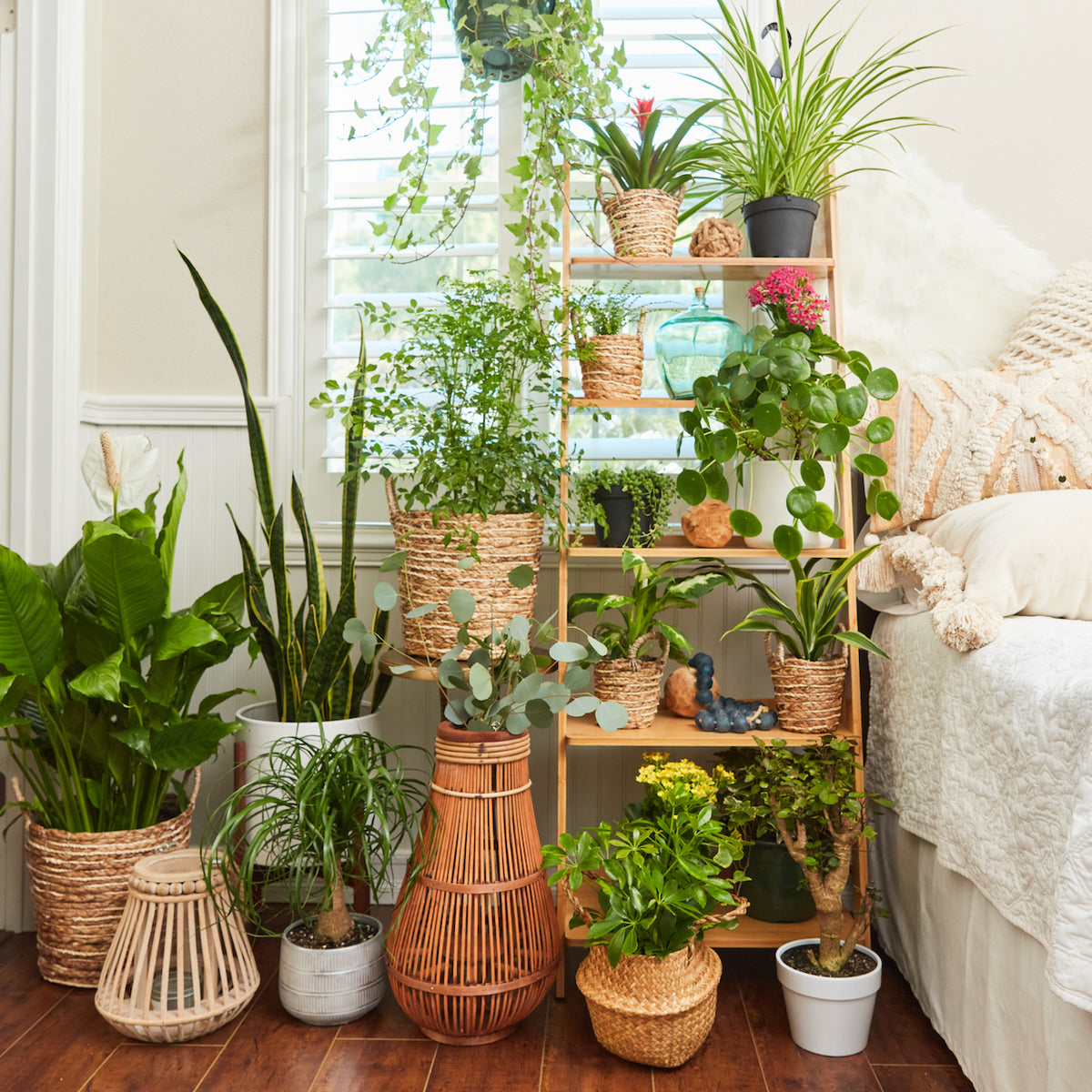 Floor Plants