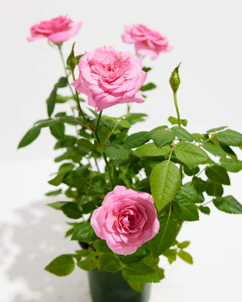 Flowering Plants