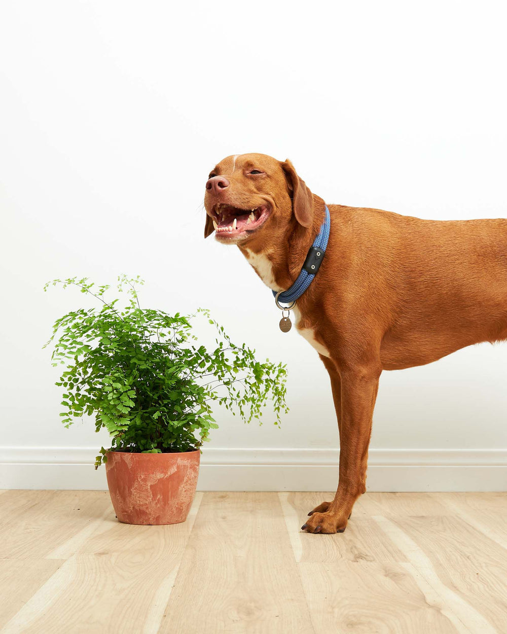 Dog Friendly Plants