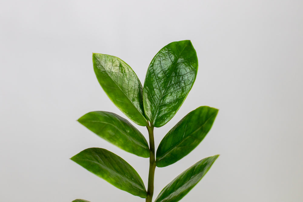 Starter Plants