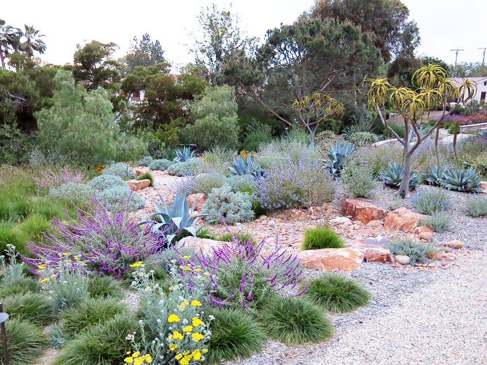 Zone 10 Plants