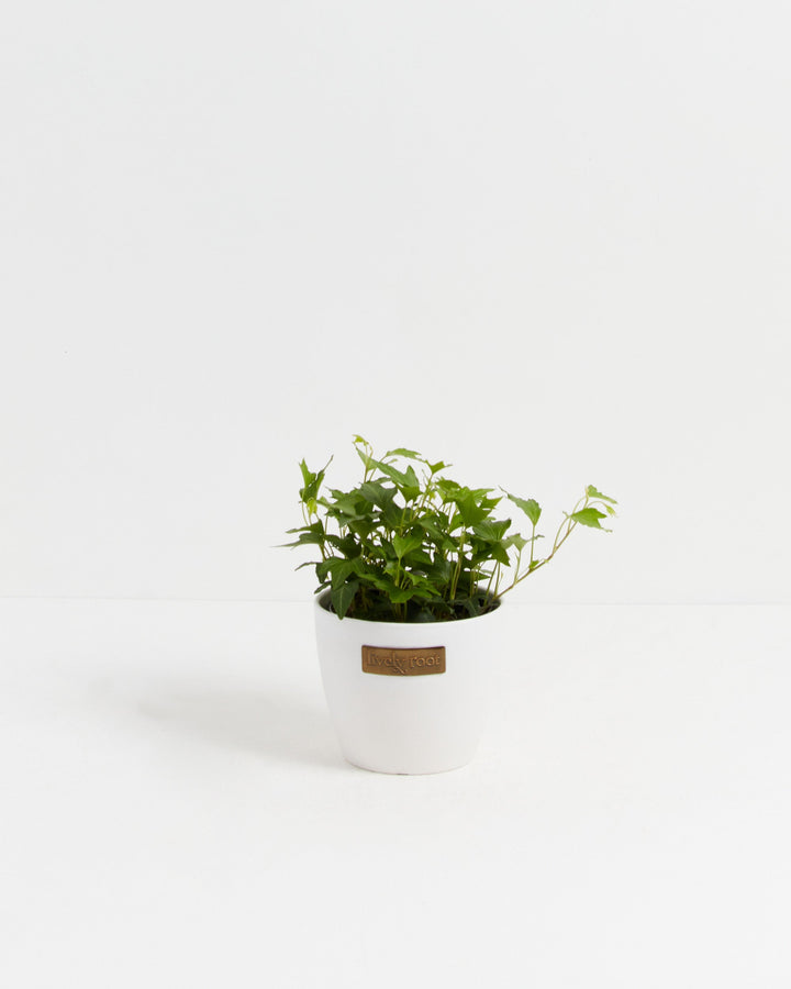 Clover Leaf Ivy