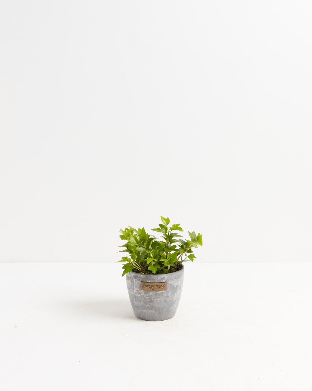 Clover Leaf Ivy