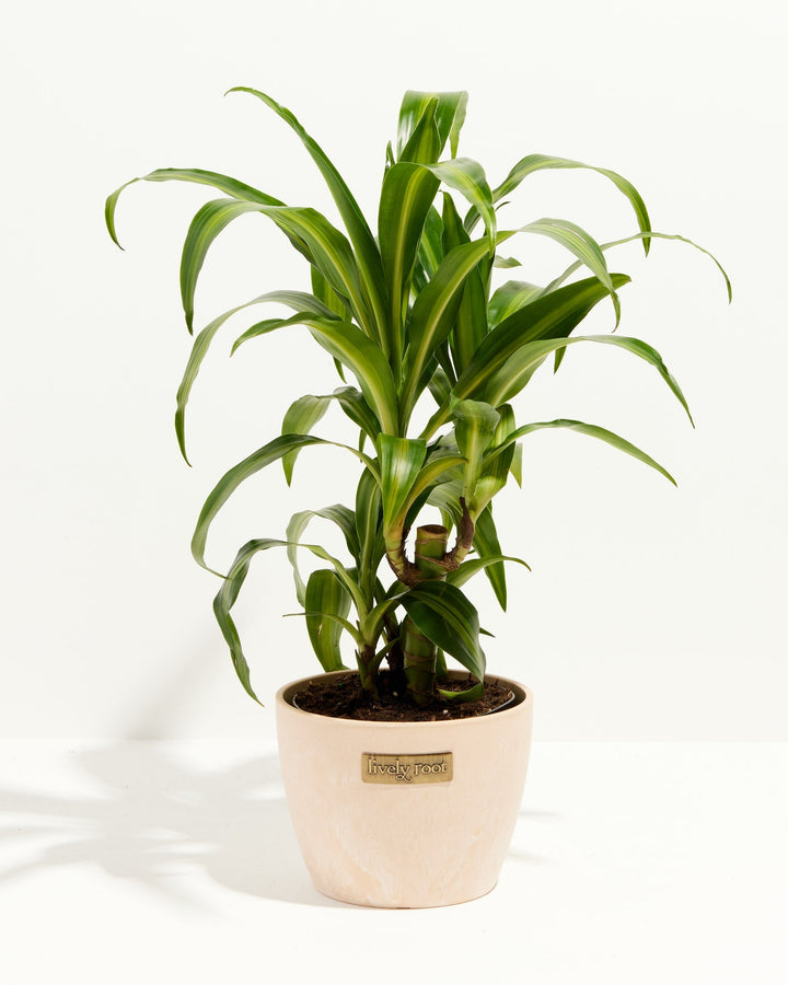 Cane Massangeana Dragon Plant (Dracaena)