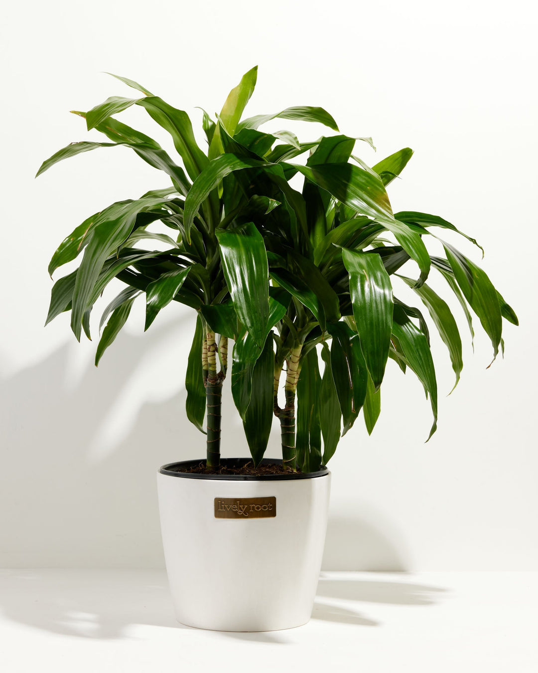 Cane Massangeana Dragon Plant (Dracaena)