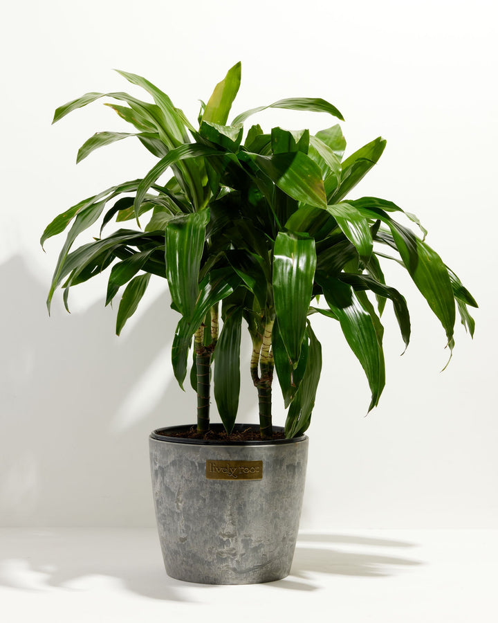 Cane Massangeana Dragon Plant (Dracaena)