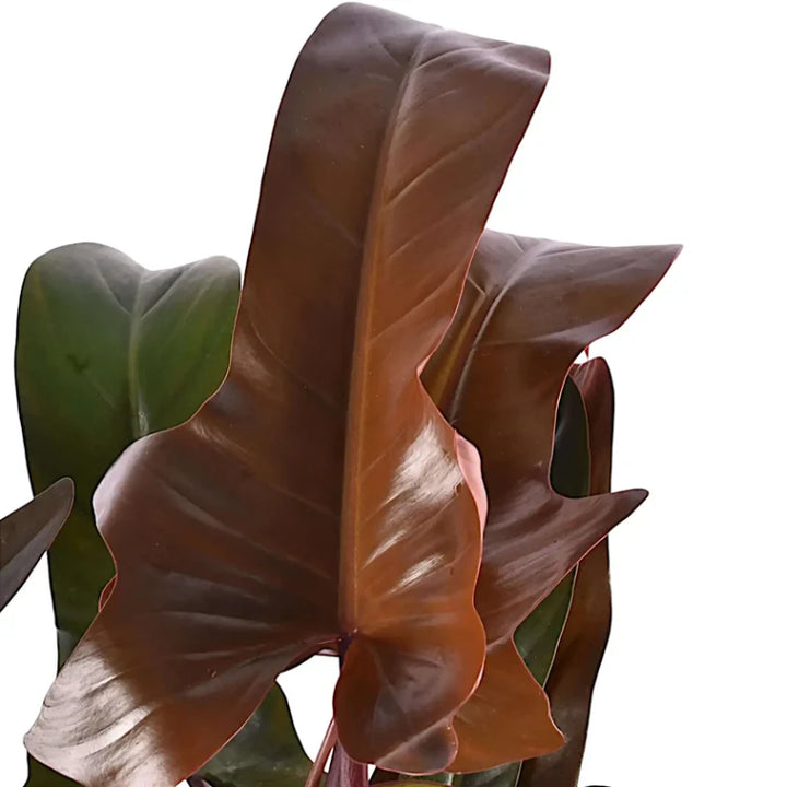 Close-up of Philodendron 'Florida Bronze' leaves showing distinctive reddish-bronze emerging growth, mature green elongated foliage, and natural stem coloration detail.