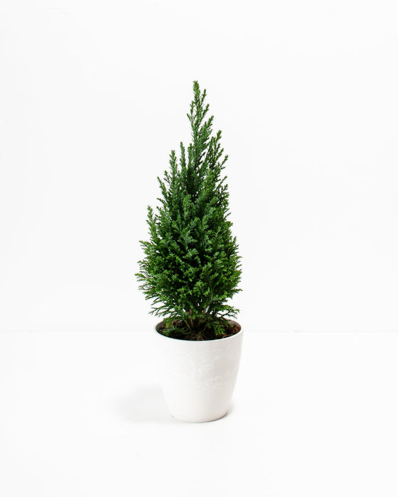 Cypress Tree
