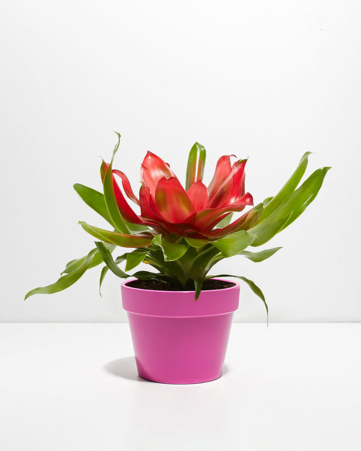 Bromeliad Neoregelia