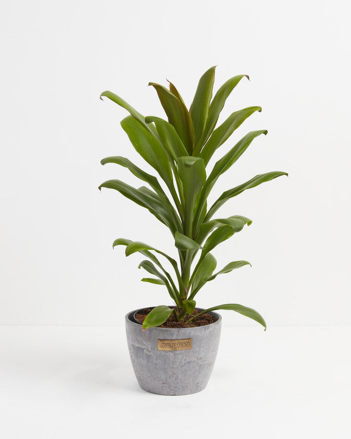 Cordyline fruticosa glauca (Good Luck Plant)