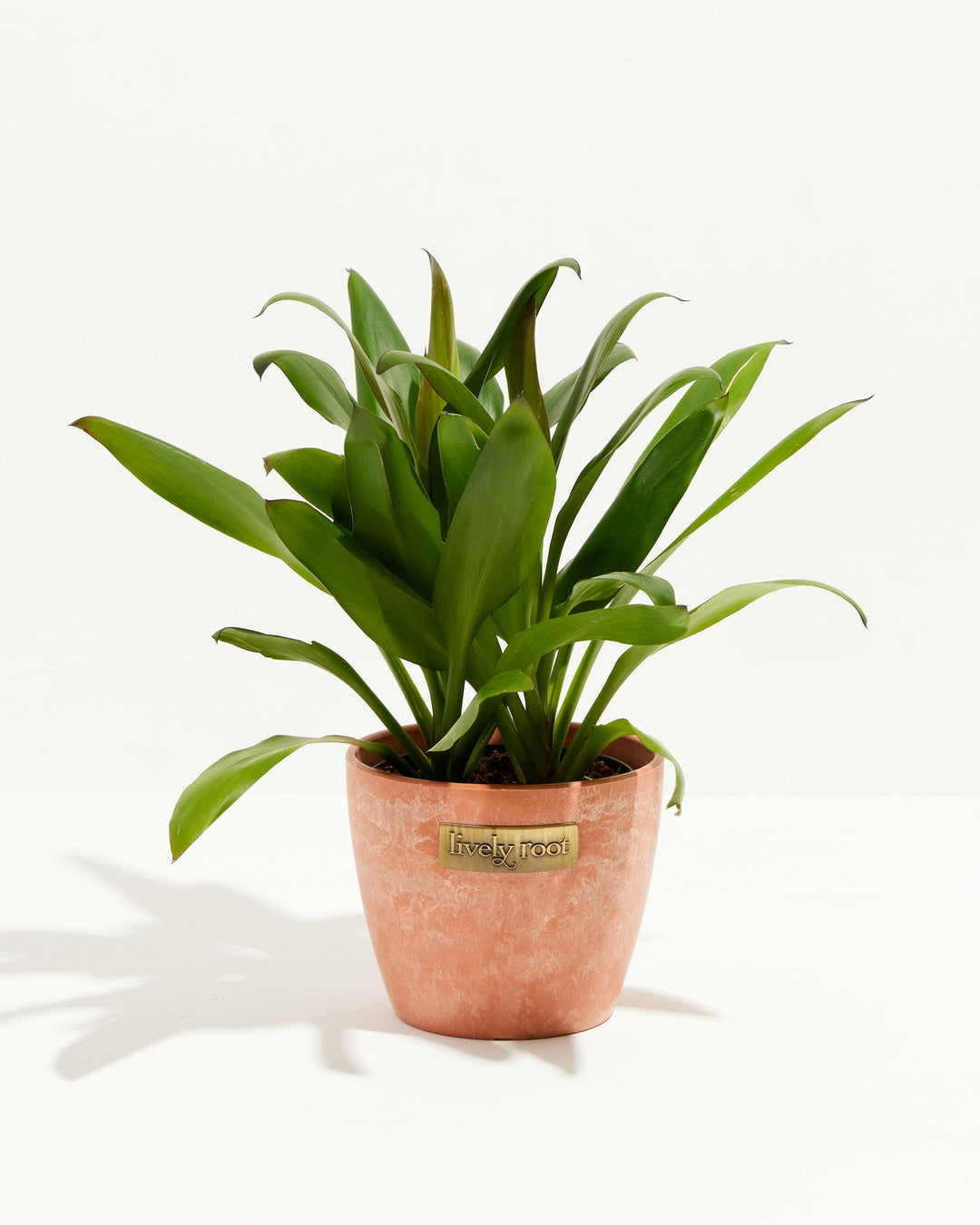 Cordyline fruticosa glauca (Good Luck Plant)