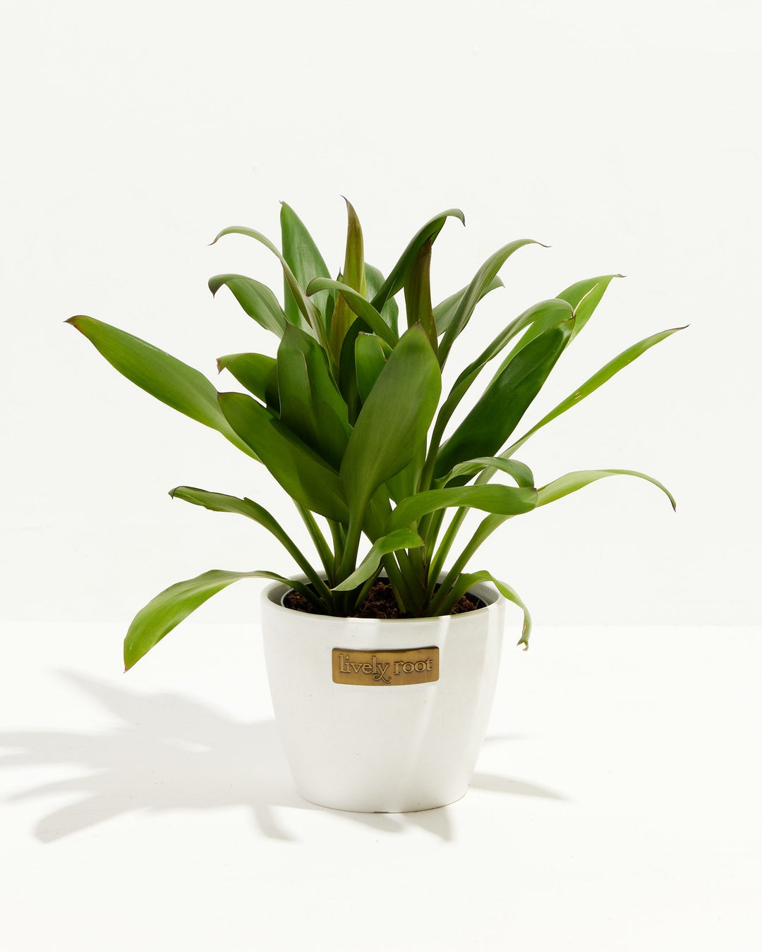 Cordyline fruticosa glauca (Good Luck Plant)