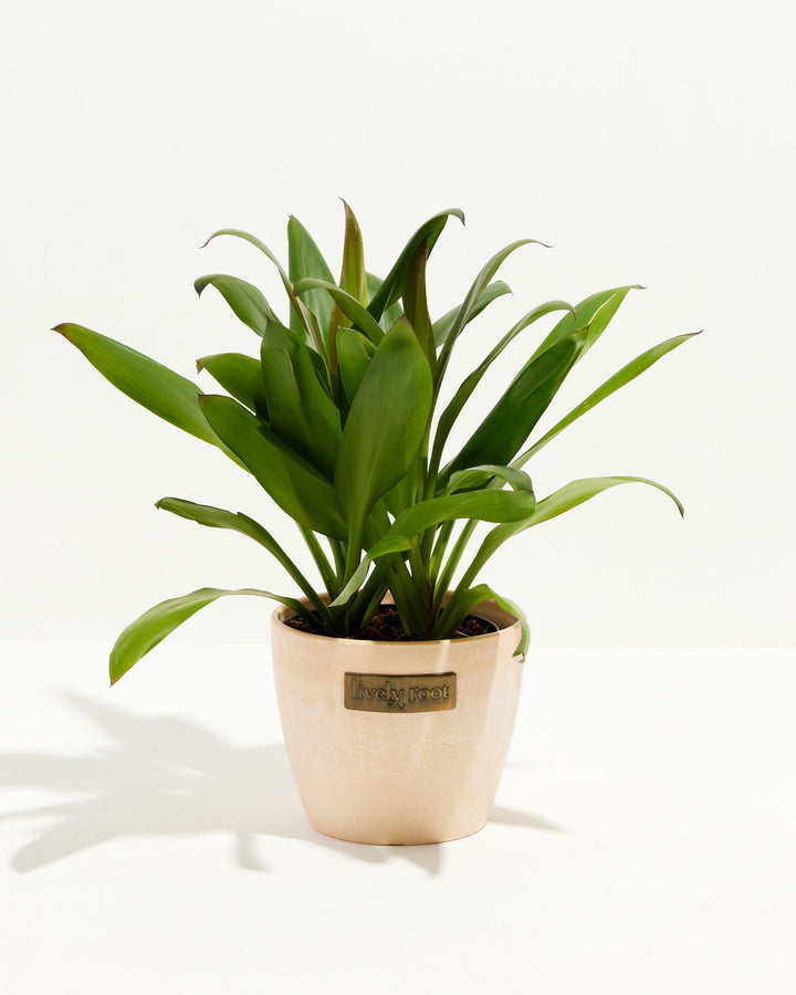 Cordyline fruticosa glauca (Good Luck Plant)