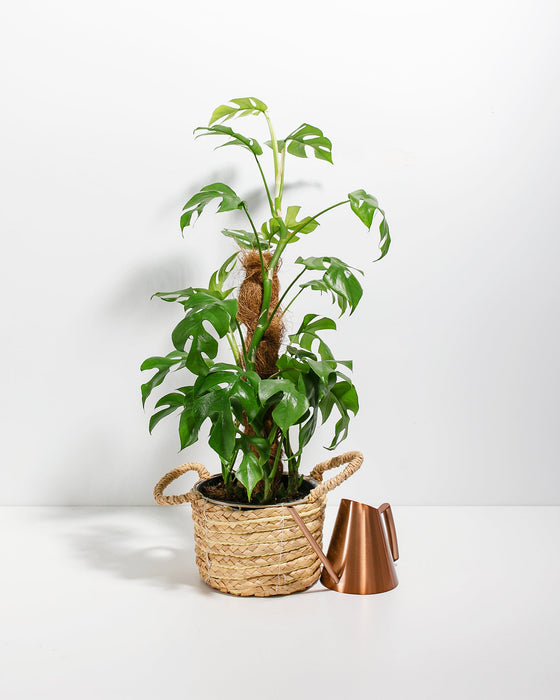 Mini Monstera with Totem